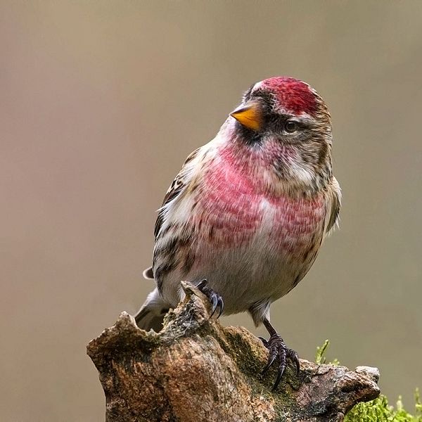 acanthis-flammea-cabaret-common-redpoll-2021-08-31-01-57-24-utc