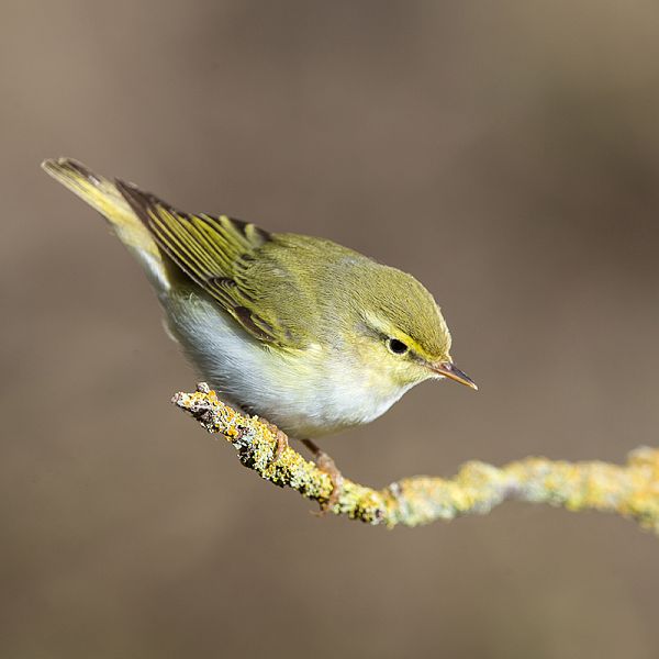 adult-wood-warbler-phylloscopus-sibilatrix-malta-2023-01-20-22-28-19-utc