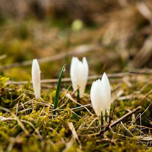 almenrunde-walchsee-22-von-28-krokus