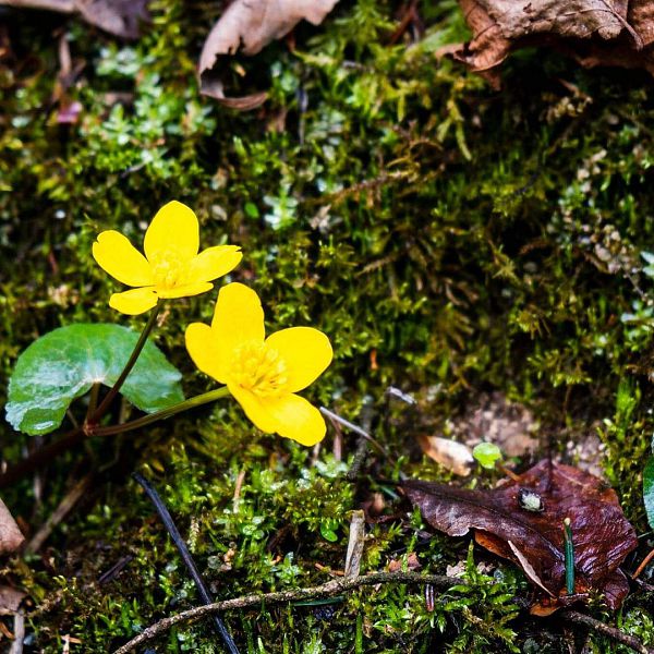 almenrunde-walchsee-9-von-28-sumpfdotterblume