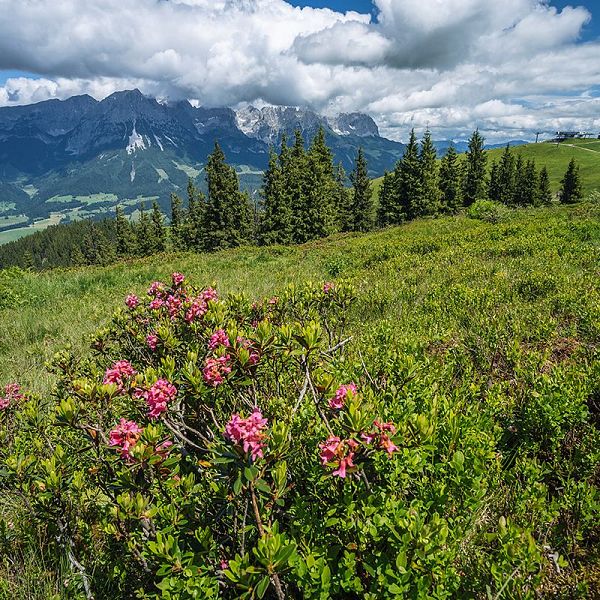 alpenrose-and-green-foliage-on-hiking-trail-wilde-2022-02-04-04-25-56-utc