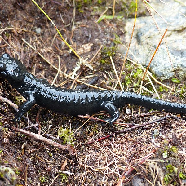 alpine-salamander-2258279-1920