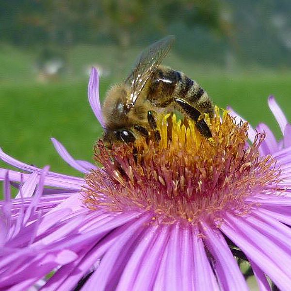 bienen