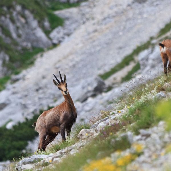 chamois-rupicapra-carpatica-2021-08-26-15-58-48-utc