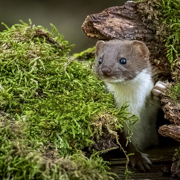 closeup-shot-of-a-cute-least-weasel-hiding-in-a-tr-2023-01-20-21-45-09-utc