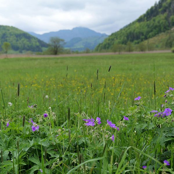 fellinger-gefuehrte-wanderung-brennkopf-17-2