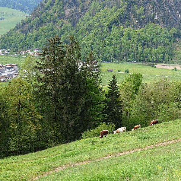 fellinger-gefuehrte-wanderung-brennkopf-2