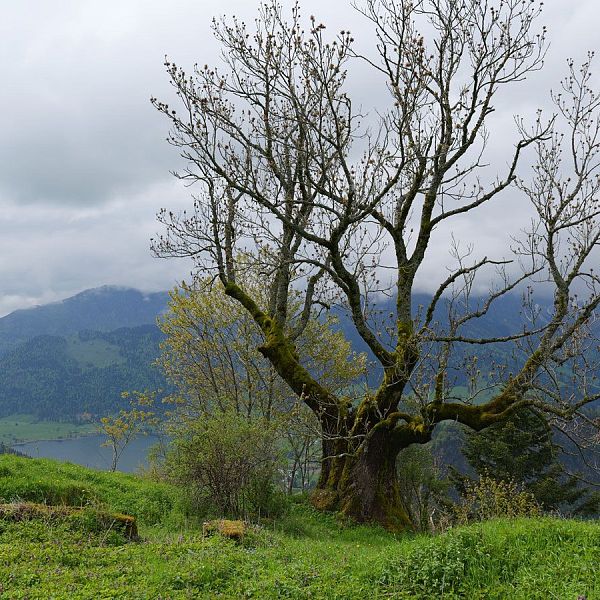 fellinger-gefuehrte-wanderung-brennkopf-6