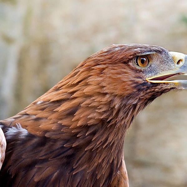 golden-eagle-aquila-chrysaetos-2021-08-26-17-36-01-utc