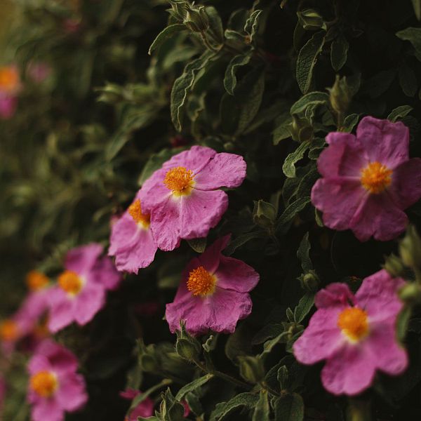 heilkrauterfurdenwinter-cistrose-cistus-incanus