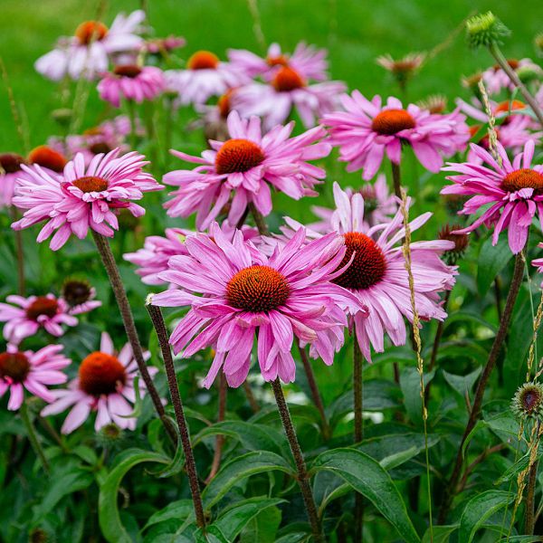 heilkrauterfurdenwinter-echinacea-echinacea-purpurea