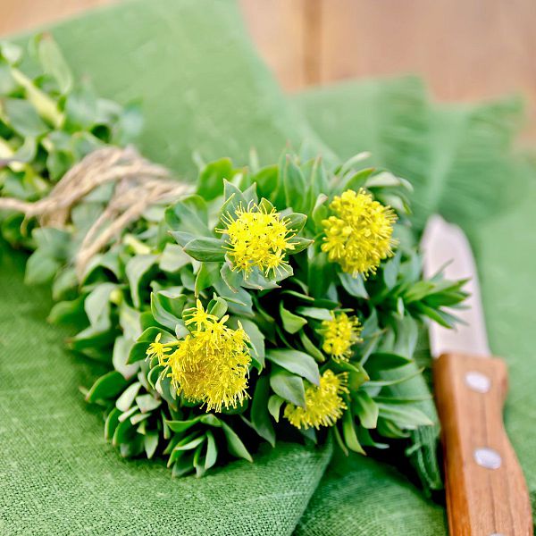 heilkrauterfurdenwinter-rosenwurz-rhodiola-rosea