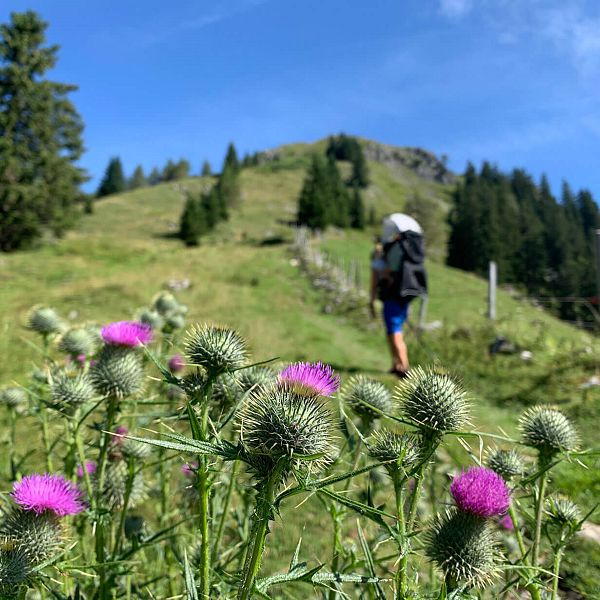 heuberg-alpenbaby9