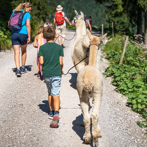 kaiserwinkl-alpaka-wanderung-web-37