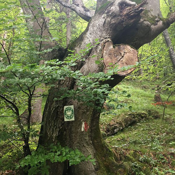 kaiserwinkl-baum-mit-wappen