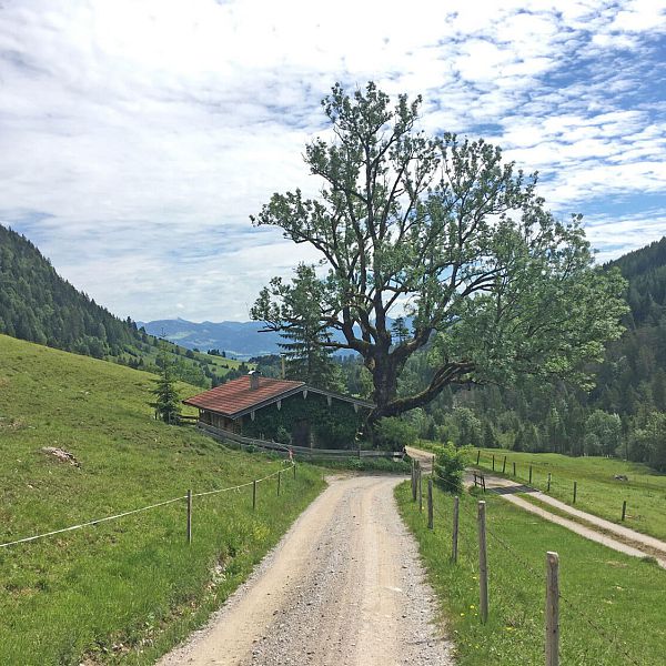 kaiserwinkl-biketour-baum-am-weg