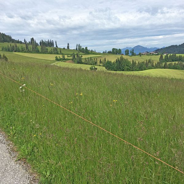 kaiserwinkl-biketour-gruene-wiesen