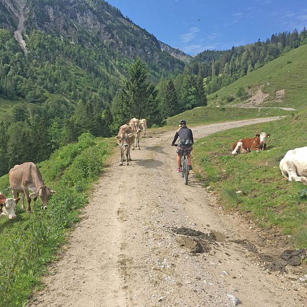 kaiserwinkl-biketour-kuehe