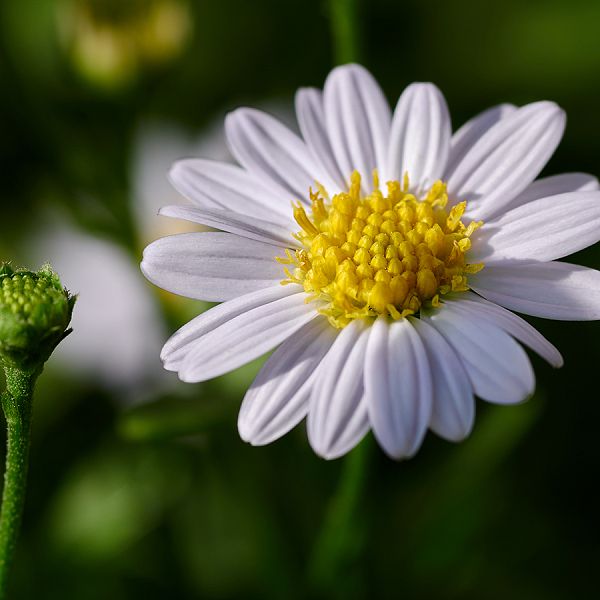 kaiserwinkl-corinnaellmer-kraeuterkur-bellisperennis-01