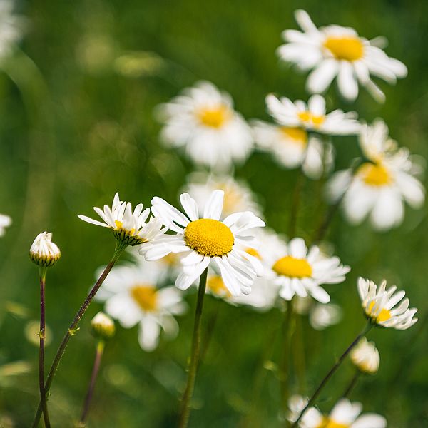 kaiserwinkl-corinnaellmer-kraeuterkur-bellisperennis-03