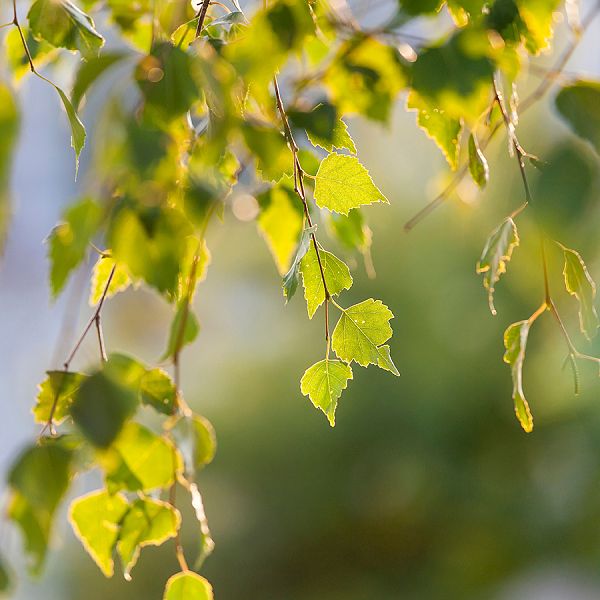 kaiserwinkl-corinnaellmer-kraeuterkur-betulapendula-01