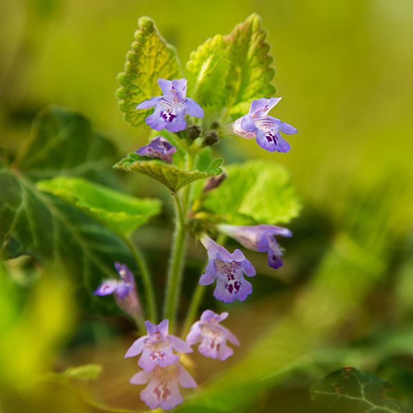 kaiserwinkl-corinnaellmer-kraeuterkur-glechomahederacea-02