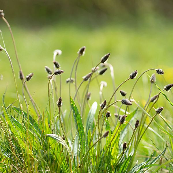 kaiserwinkl-corinnaellmer-kraeuterkur-plantagolanceolata-02