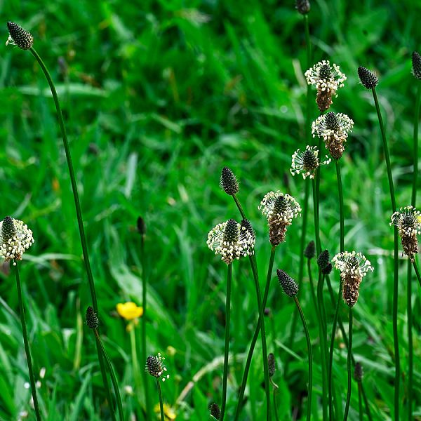 kaiserwinkl-corinnaellmer-kraeuterkur-plantagolanceolata-03