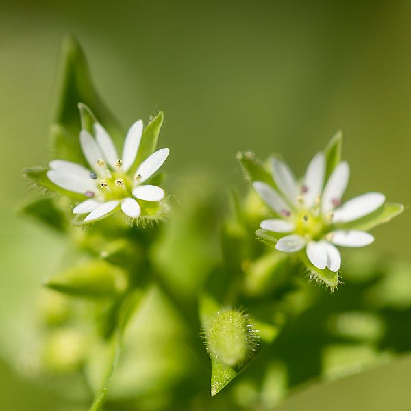 kaiserwinkl-corinnaellmer-kraeuterkur-stellariamedia-01