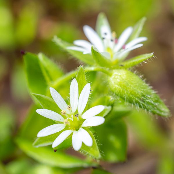 kaiserwinkl-corinnaellmer-kraeuterkur-stellariamedia-03