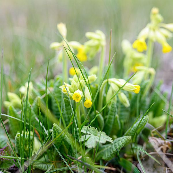 kaiserwinkl-corinnaellmer-schluesselblume02