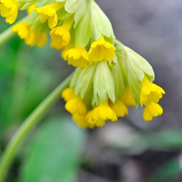 kaiserwinkl-corinnaellmer-schluesselblume03