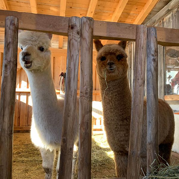 kaiserwinkl-jodlerhof-alpakas-lamas