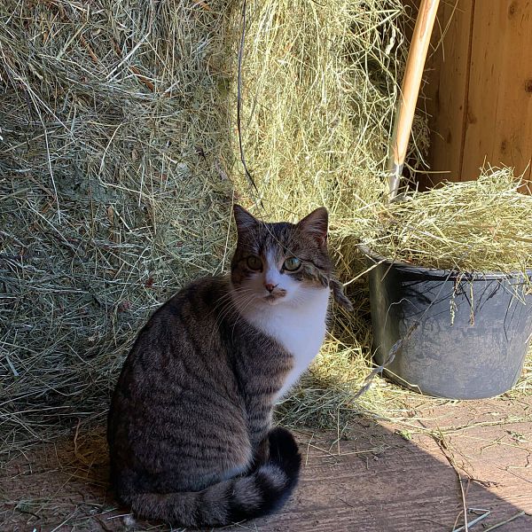 kaiserwinkl-jodlerhof-katze