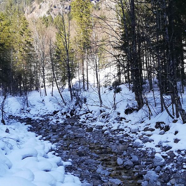 kaiserwinkl-kaiserbachtal-winter-weg-im-wald