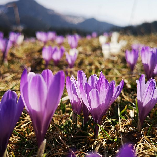 kaiserwinkl-lena-schindler-wanderen-im-fruhling-02-krokus