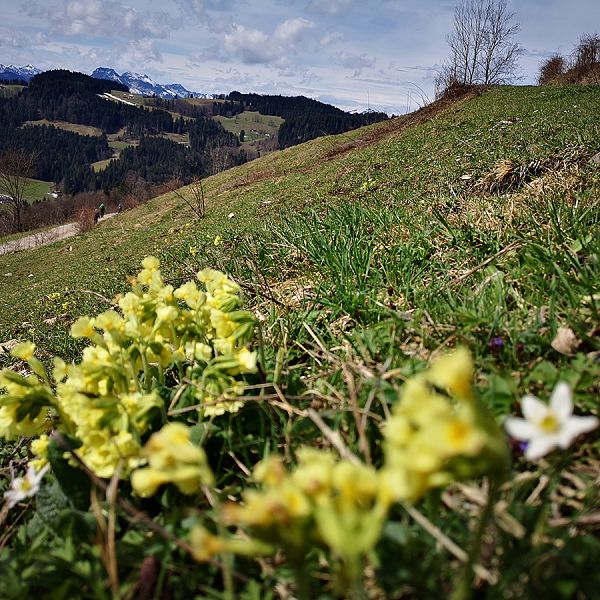 kaiserwinkl-lena-schindler-wanderen-im-fruhling-04-schluesselblumen