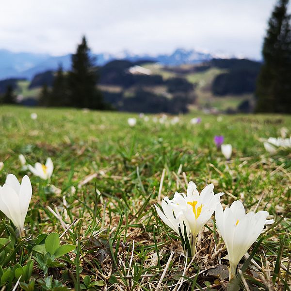 kaiserwinkl-lena-schindler-wanderen-im-fruhling-09-krokus-weiss