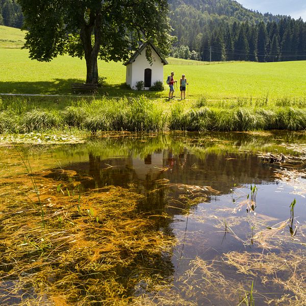 kaiserwinkl-urlaub-landschaft-walchsee-sommer-sommerlandschaft-schwemm-moorgebiet-aktivitaeten-wandern-sommerwandern-1