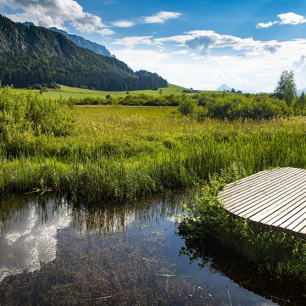 kaiserwinkl-urlaub-walchsee-sehenswertes-ausflugsziel-moorgebiet-schwemm-sommer