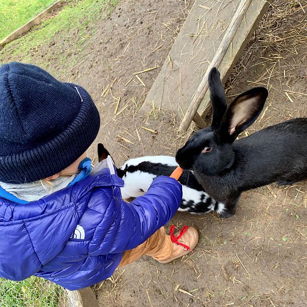 raineralm-hase