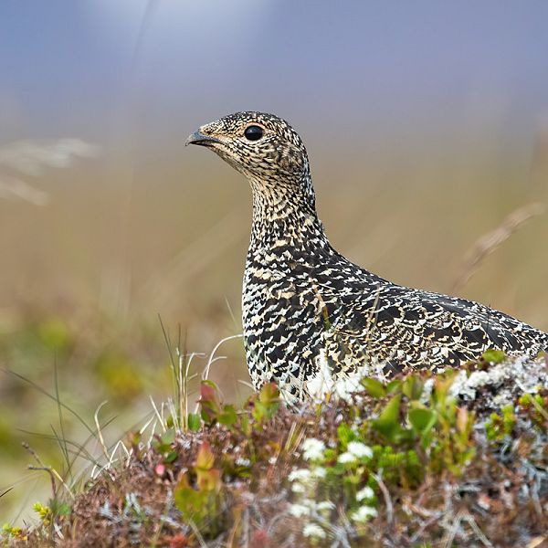 rock-ptarmigan-sitting-on-moorland-in-icenalnd-fro-2021-09-03-06-35-30-utc