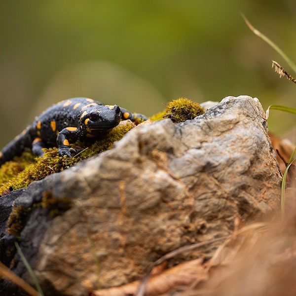 slow-fire-salamander-crawling-on-a-rock-in-autumn-2021-08-29-02-26-51-utc-1