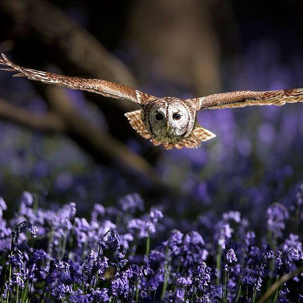 tawny-owl-during-flight-strix-aluco-2023-01-10-03-48-28-utc-1