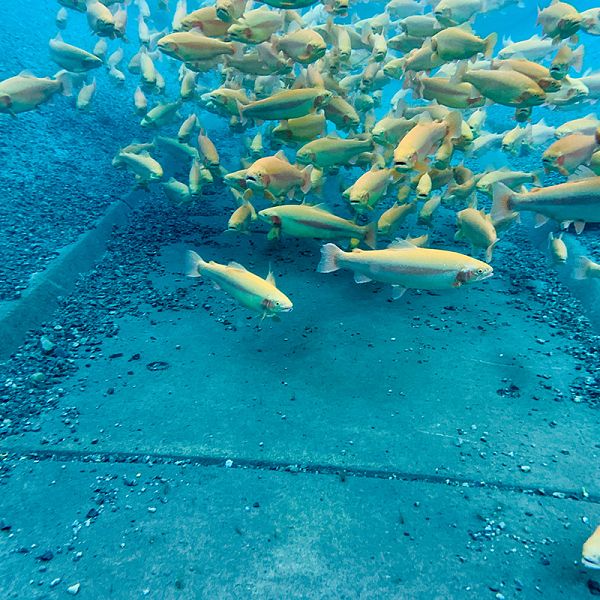 uli-kaiser-edle-fische-fische-im-zuchtbecken