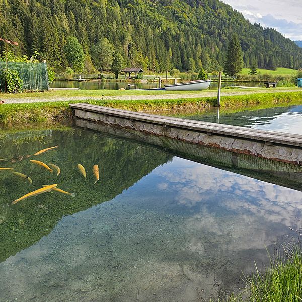 uli-kaiser-edle-fische-zuchtbecken