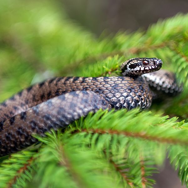 vipera-berus-poisonous-viper-in-summer-on-branch-t-2021-08-26-15-55-30-utc