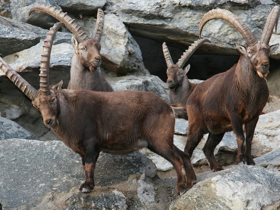 alpenzoo-innsbruck-tirol-1