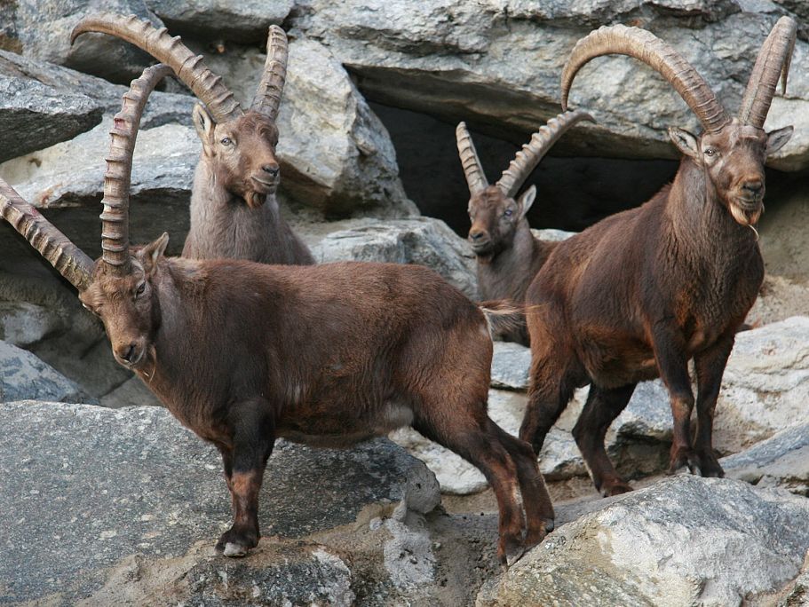 Alpenzoo Innsbruck Tirol 1