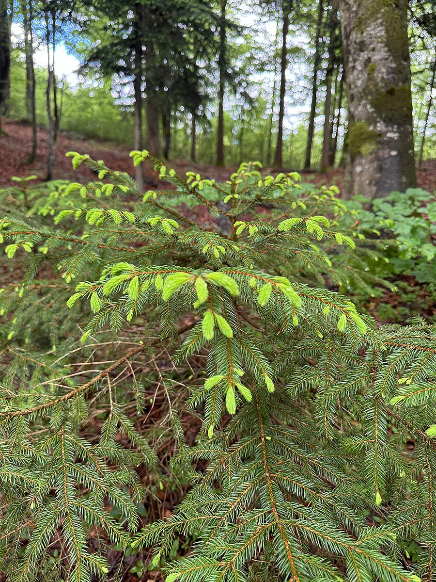 Grüne Nadelholztriebe im Regen